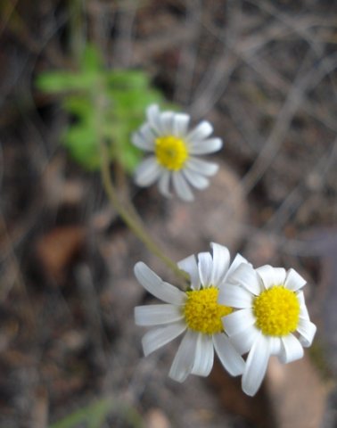 Felicia bergeriana flowering white